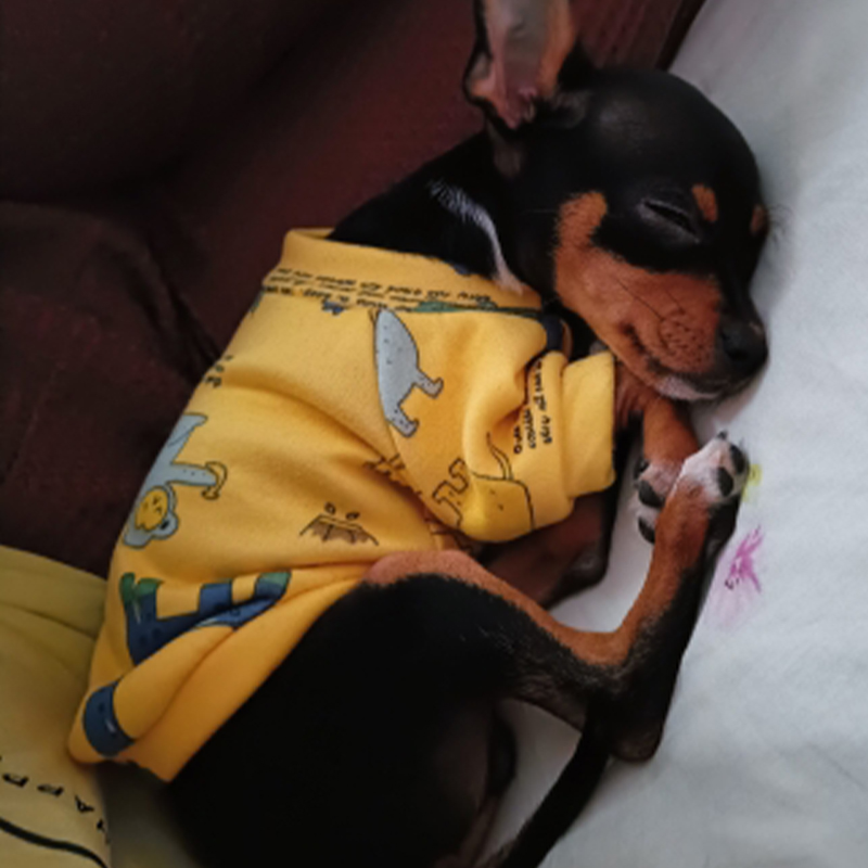 Xs roupas para cães pequenos,  - Winter Clothing Boys avaliação e preço